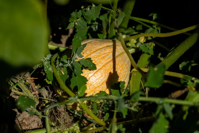 Ein gelb-weiß gemusterter Kürbis inmitten von grünen Blättern und Ranken.