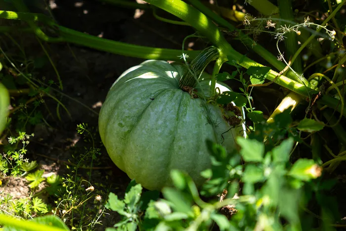 Ein großer, blassgrüner Kürbis liegt auf dem Boden zwischen grünen Pflanzen und Ranken.