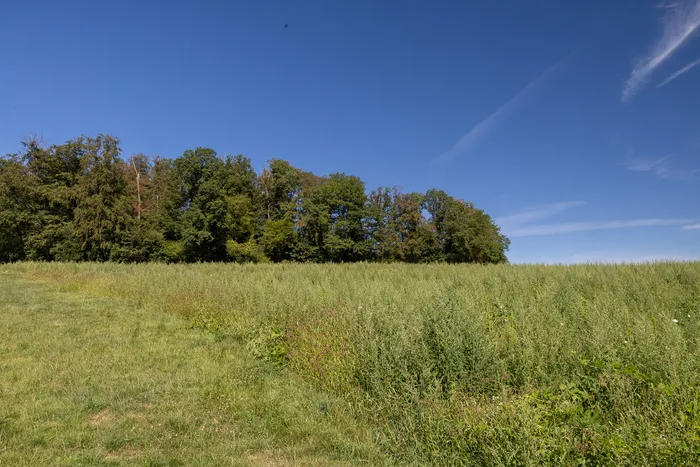 Ein weites Feld auf der Kürbisfarm vor einer dichten Baumreihe unter einem klaren blauen Himmel.