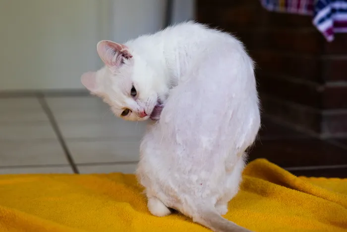 Eine weiße Katze mit kurz geschorenem Fell sitzt auf einem gelben Handtuch und leckt sich das Fell.