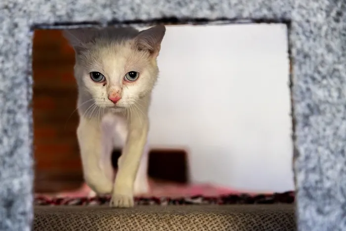 Ein weißer Kater mit blauen Augen blickt durch eine Öffnung in einem grauen Katzenhaus.