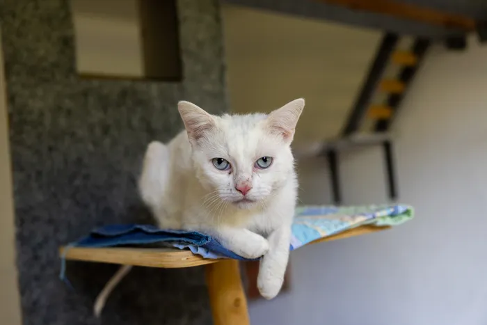 Eine weiße Katze mit blauen Augen sitzt auf einem mit blauem Stoff bedeckten Holzregal.