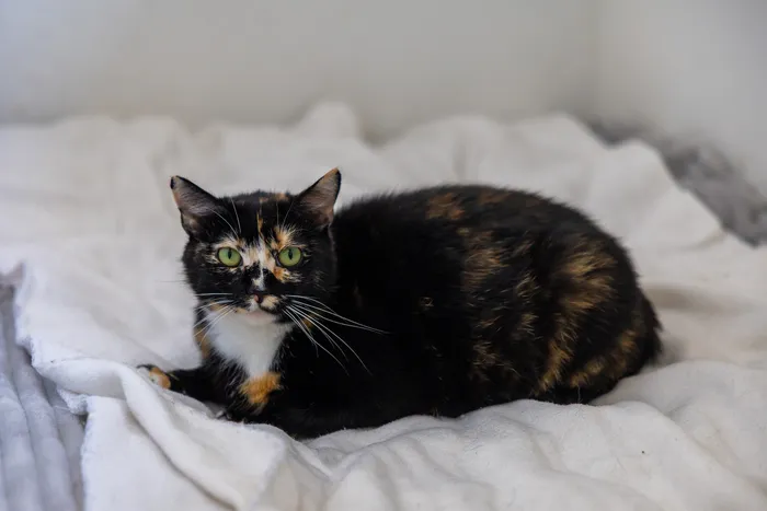 Eine schwarz-orange-weiße Katze mit grünen Augen blickt in die Kamera und liegt auf einer weißen Decke.