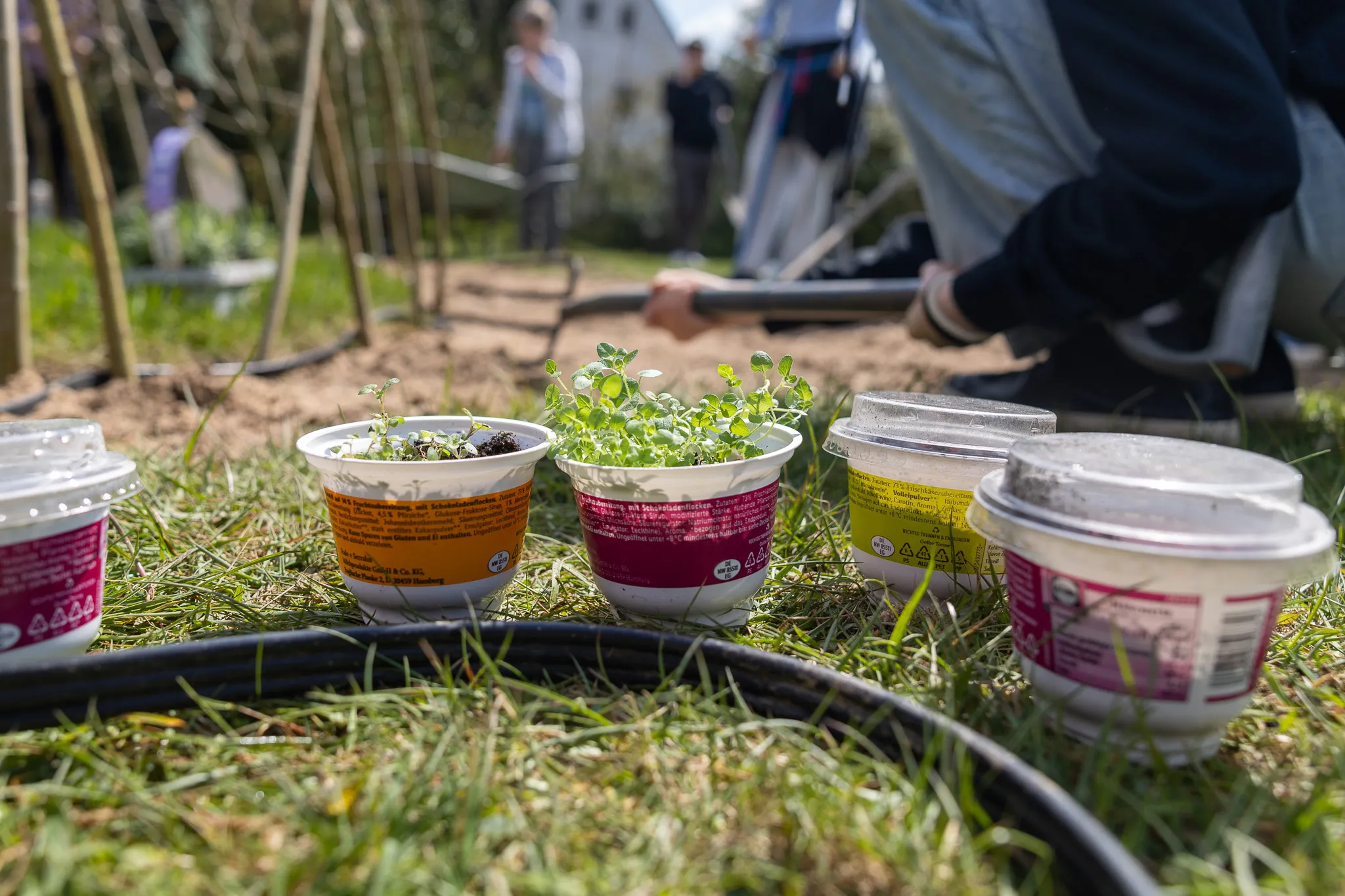 Junge Pflanzen in Joghurtbechern stehen in einem Hochbeet, während im Hintergrund Menschen im Garten arbeiten.