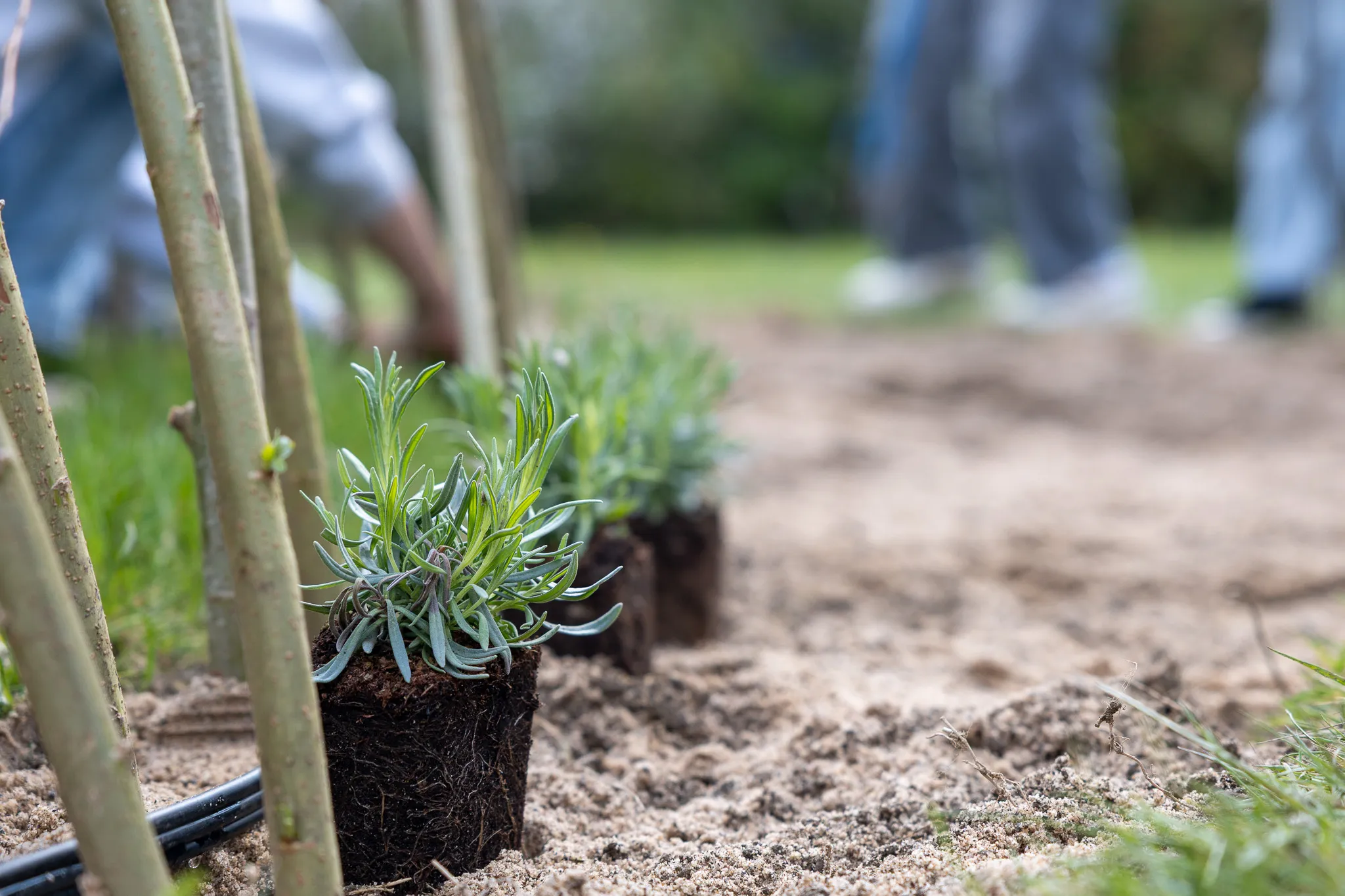 Reihe junger Lavendelpflanzen in Töpfen auf einem Feld, im Hintergrund verschwommene Personen bei der Gartenarbeit.