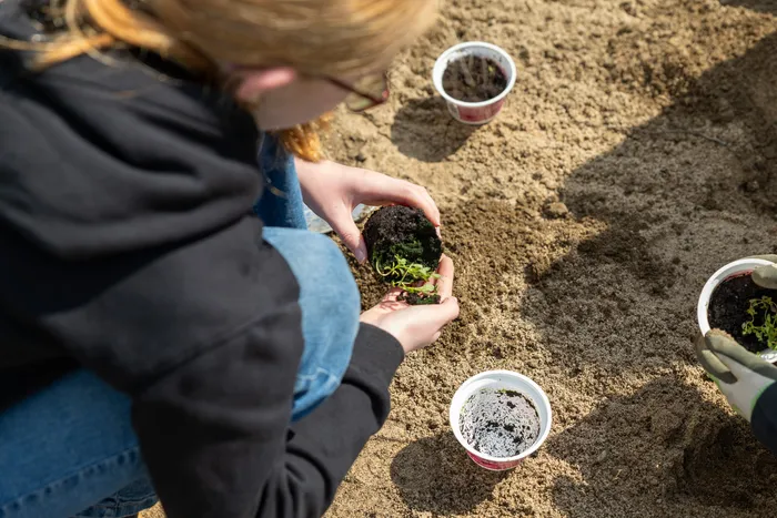 Eine Person pflanzt Setzlinge in kleine Becher mit Erde, umgeben von Sand. Im Hintergrund sind weitere Becher mit Pflanzen zu sehen.
