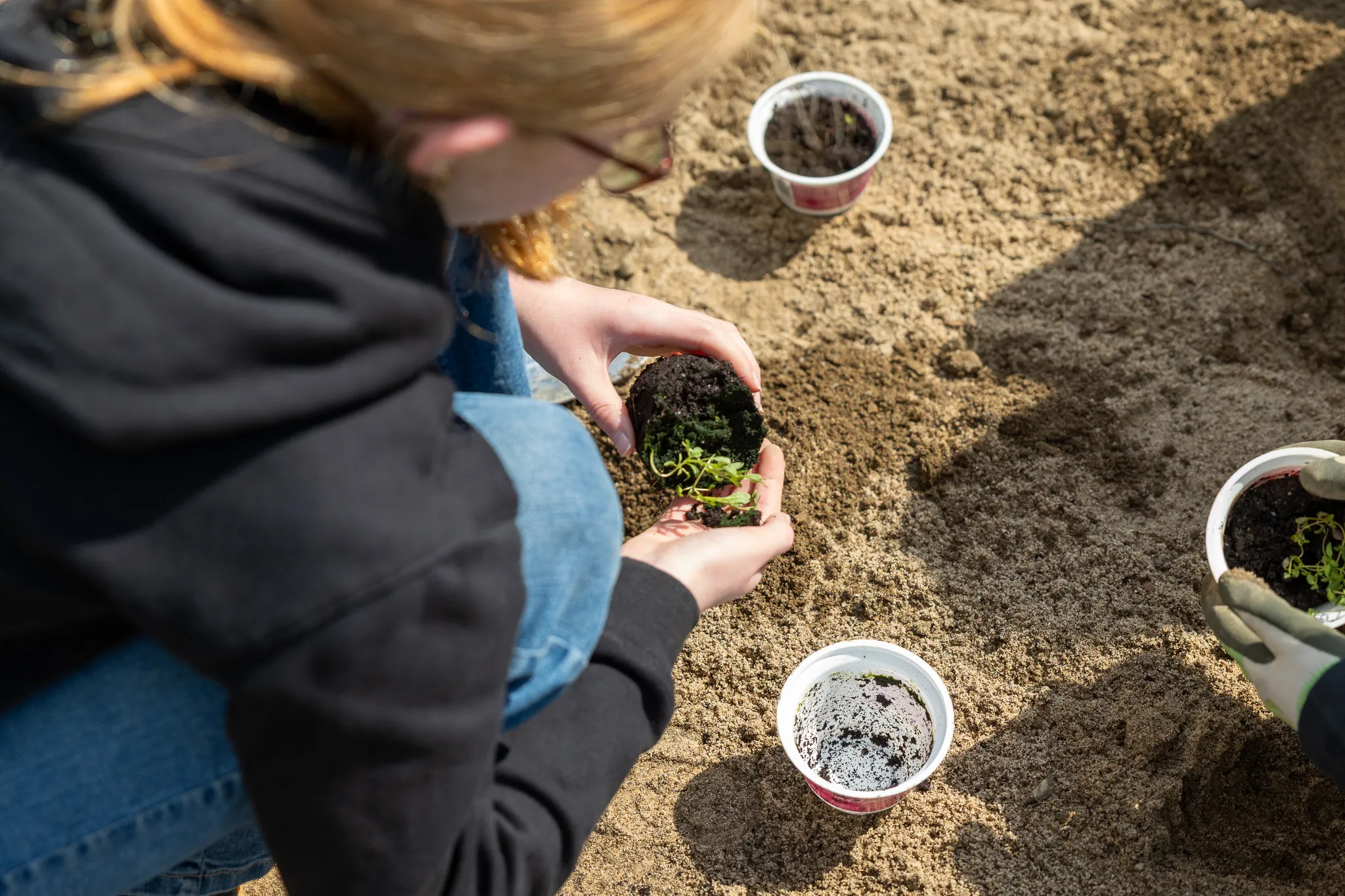 Eine Person pflanzt Setzlinge in kleine Becher mit Erde, umgeben von Sand. Im Hintergrund sind weitere Becher mit Pflanzen zu sehen.