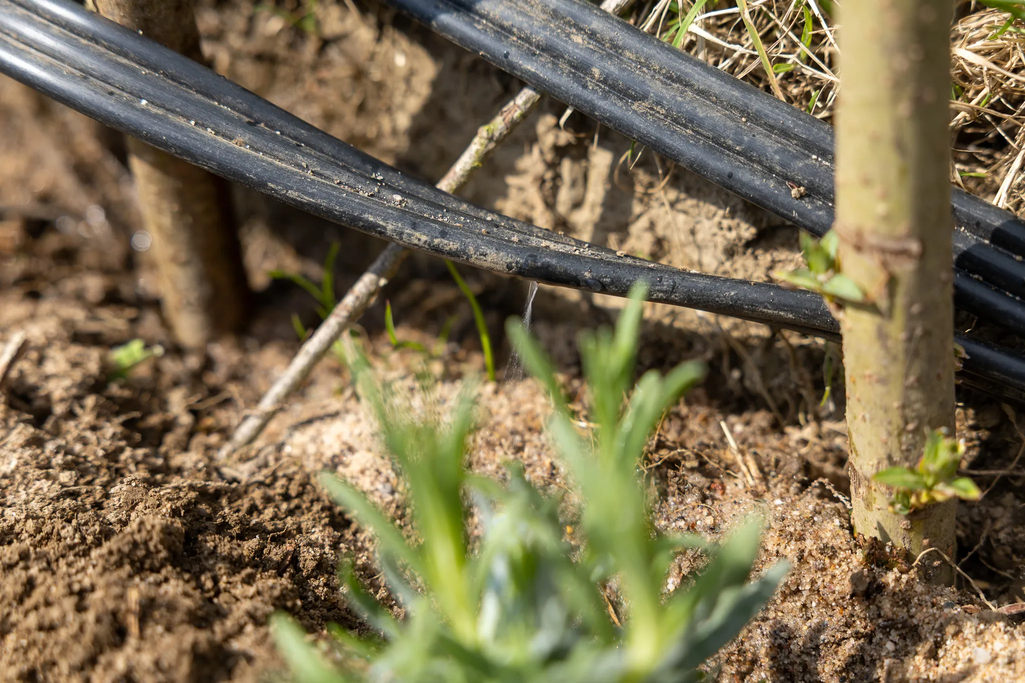 Mehrere schwarze Rohre liegen im Erdreich neben jungen Pflanzen und einem Baumstamm.