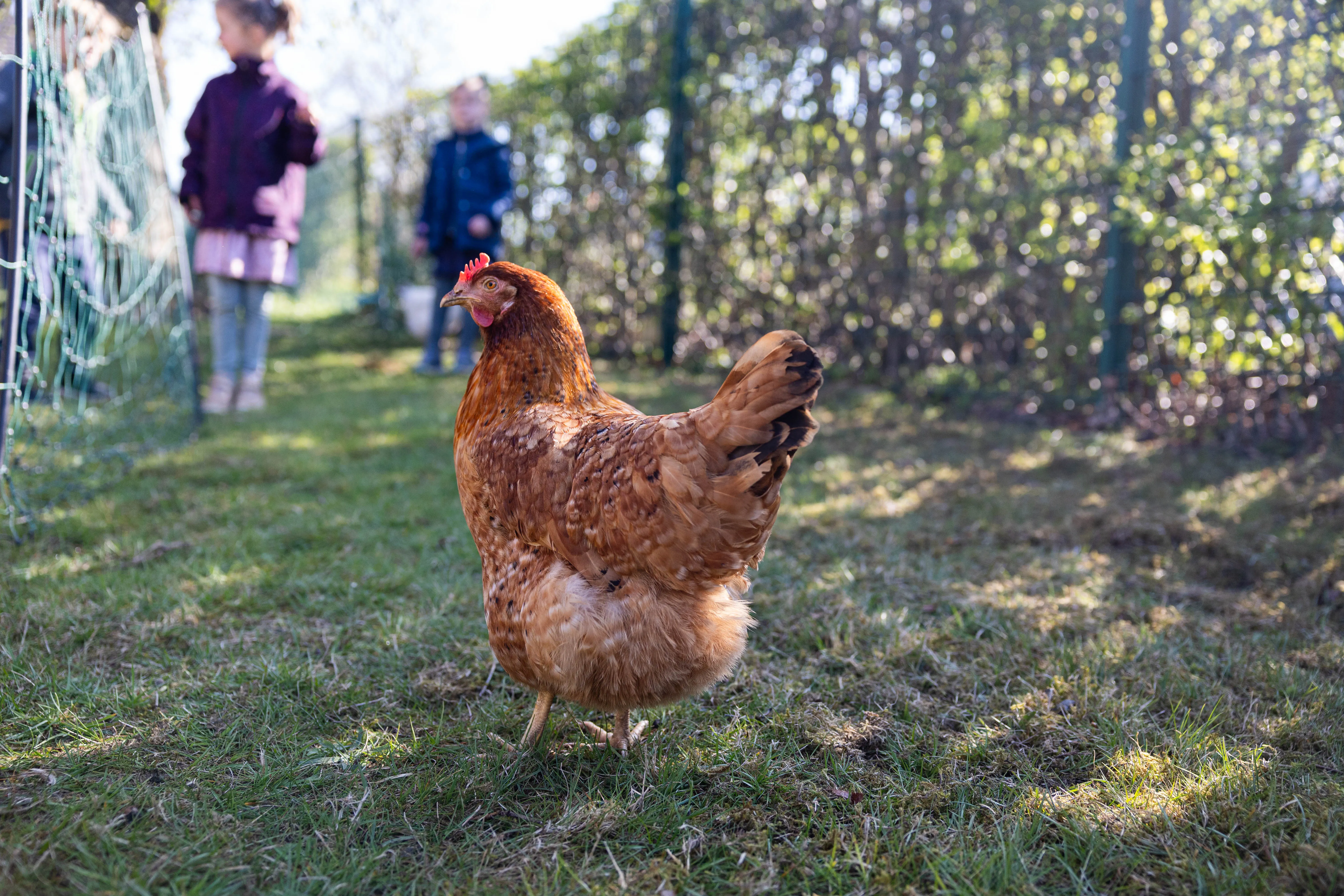 Ein braunes Huhn steht im Gras, im Hintergrund sind verschwommen zwei Kinder vor einem grünen Busch zu sehen.