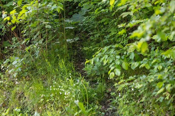 Dichtes Grün mit vereinzelten weißen Blüten. Im Hintergrund ist eine Ratte zwischen Büschen und Gras zu erkennen.