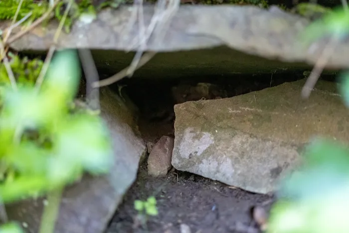 Ein Rattenbau unter einem Stein in Erde und Vegetation.