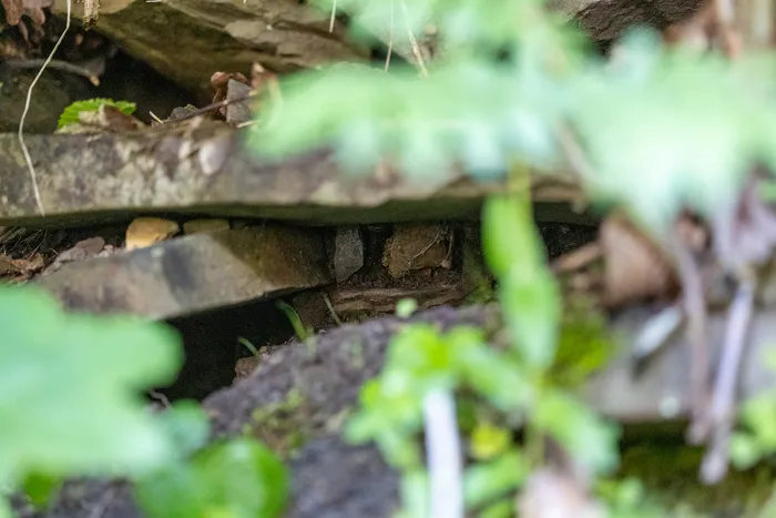 Eine Ratte versteckt sich unter Steinen und Pflanzen am Wegesrand.