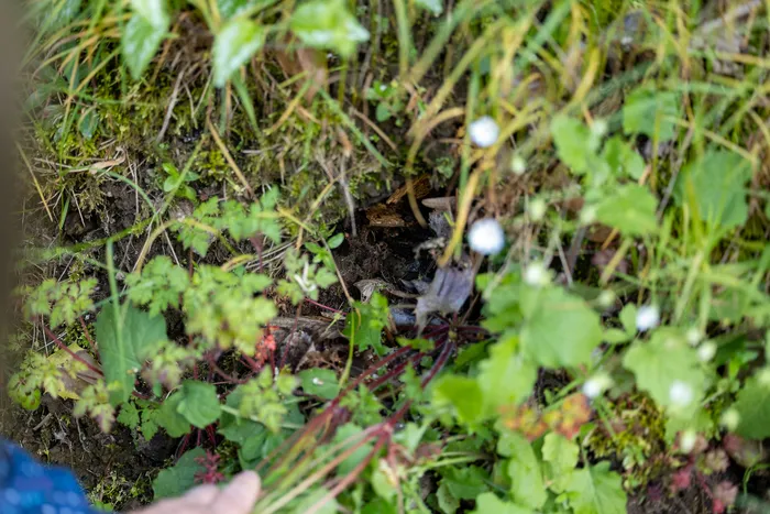 Ratten in dichter Vegetation am Boden.