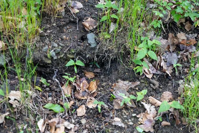 Ein Rattenbau in Erde und Laubstreu, umgeben von Gras und kleinen Pflanzen.