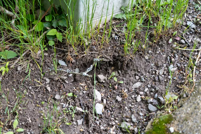Ein Rattenbau in Erde und Steinen, umgeben von Gras.