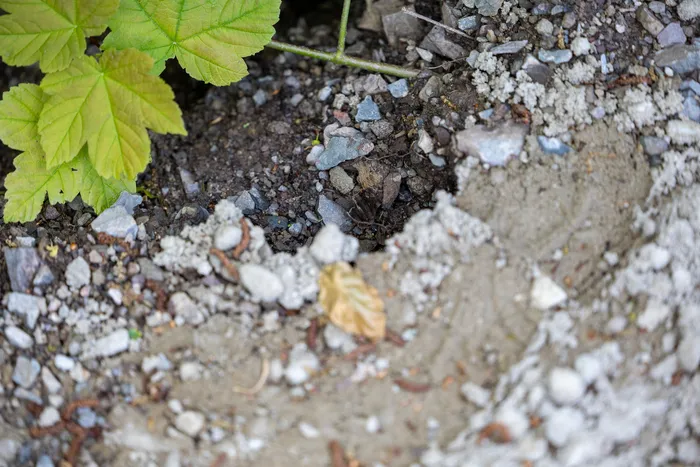 Ein grüner Pflanzenzweig wächst aus dunkler Erde, die von kleinen Steinen und Sand umgeben ist. Ein einzelnes, braunes Blatt liegt im Vordergrund.