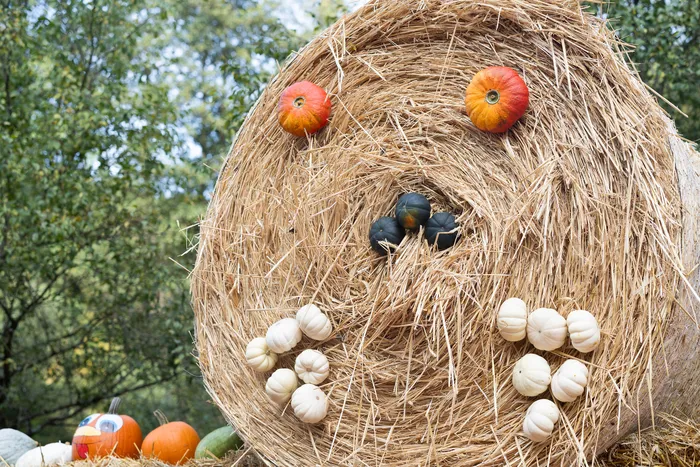 Ein großer runder Strohballen, der mit kleinen Kürbissen als Augen, Nase und Mund zu einem Gesicht dekoriert ist.