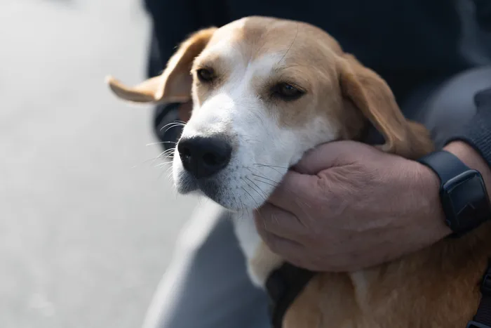 Nahaufnahme eines hellbraun-weißen Hundes, der sanft von einer Hand am Hals gestreichelt wird.