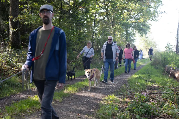 Menschen gehen mit ihren Hunden auf einem Waldweg während einer Herbstwanderung.