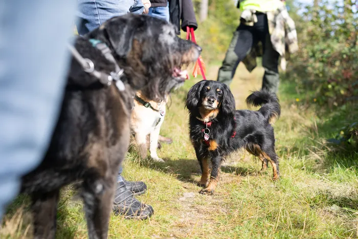 Ein kleiner schwarz-brauner Hund steht auf einem grasbewachsenen Pfad während einer Herbstwanderung.