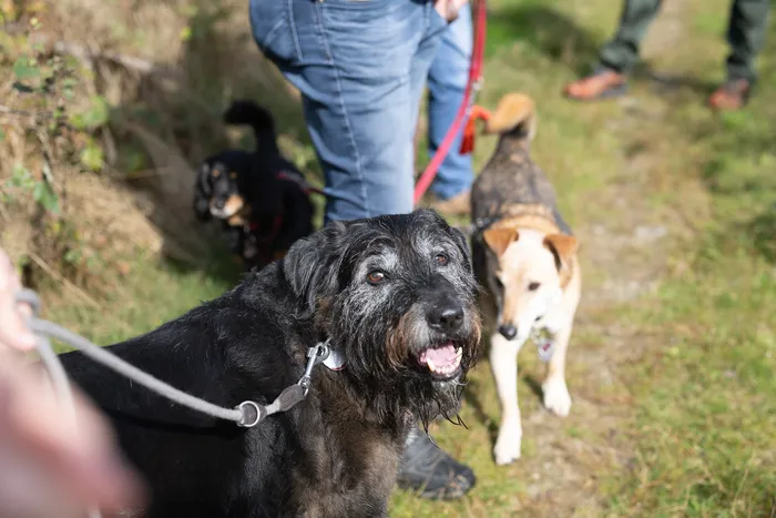 Ein struppiger schwarz-grauer Hund blickt nach vorne, während weitere Hunde und eine Person auf einem Wanderweg unterwegs sind.