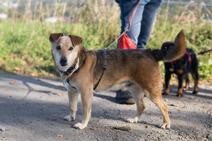 Ein braun-weißer Hund steht an der Leine auf einem Weg, im Hintergrund sind eine Person und ein kleiner schwarzer Hund zu sehen.