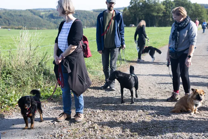 Personen führen Hunde auf einem Schotterweg während einer Herbstwanderung durch eine ländliche Landschaft.