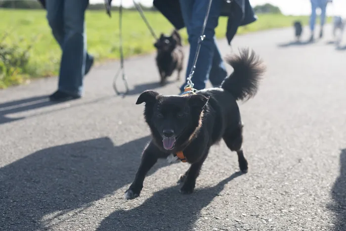 Ein kleiner schwarzer Hund läuft auf einem asphaltierten Weg auf die Kamera zu, im Hintergrund sind Menschen und weitere Hunde zu sehen.