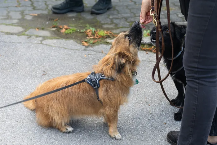 Ein hellbrauner, langhaariger Hund blickt zu einer Person auf, die ihm ein Leckerli reicht, neben einem schwarzen Hund.