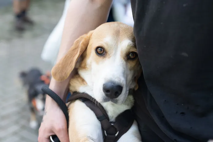Ein hellbraun-weißer Hund mit braunem Geschirr blickt in die Kamera, während er von einer Person gehalten wird.
