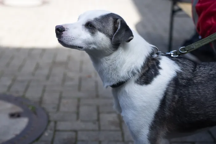 Ein weißer Hund mit grauen Flecken blickt im Profil nach links. Er trägt ein Halsband und ist an einer Leine befestigt.