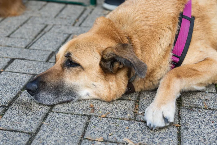 Ein hellbrauner Hund mit pinkem Halsband liegt auf Kopfsteinpflaster.
