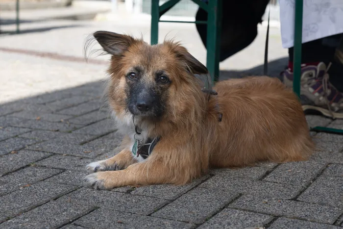 Ein langhaariger, brauner Hund mit dunkler Schnauze liegt auf einem gepflasterten Boden und blickt in die Kamera.
