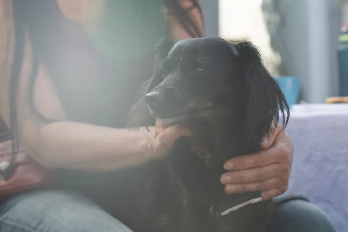 Eine Person hält einen schwarzen Hund fest.