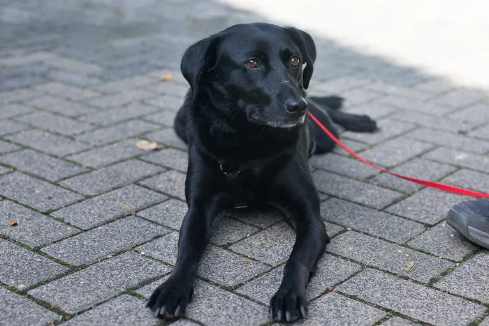Ein schwarzer Hund liegt an einer roten Leine auf einem gepflasterten Boden.