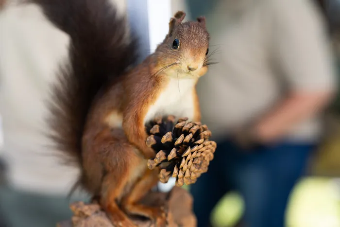Ein Eichhörnchen sitzt auf einem Baumstumpf und hält eine Kiefernzapfen fest. Im Hintergrund sind verschwommene Personen zu erkennen.