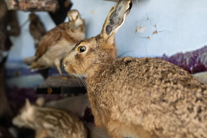 Auf einem Regal sind präparierte Tiere ausgestellt, darunter ein Hase im Vordergrund und ein Vogel im Hintergrund. Die Tiere sind vor einem blauen Hintergrund platziert.