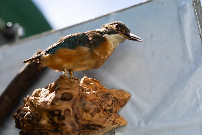 Ein Eisvogel sitzt auf einem Stück Wurzelholz. Im Hintergrund ist eine verschwommene, helle Fläche zu sehen.