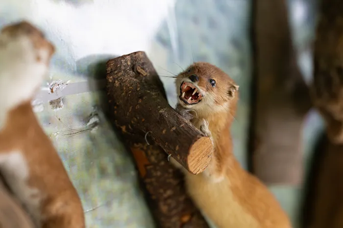 Ein präpariertes Wiesel klammert sich an einen Ast und zeigt die Zähne. Im Hintergrund ist ein weiterer präparierter Otter zu sehen.