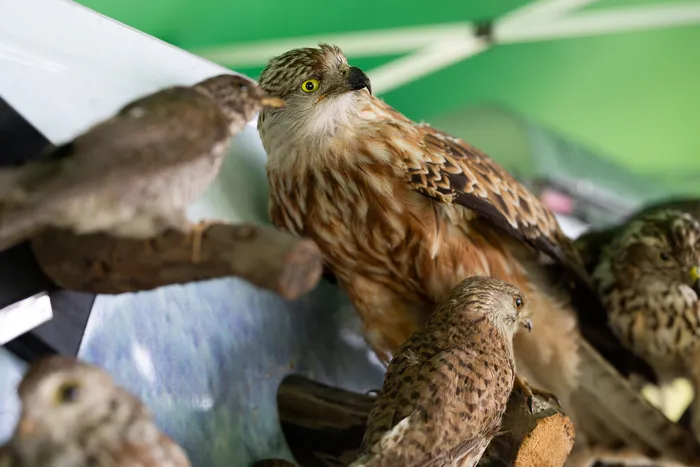 Mehrere ausgestopfte Vögel, darunter ein Bussard im Vordergrund, sind auf einem Tisch ausgestellt. Im Hintergrund ist ein grüner Stoff zu sehen.