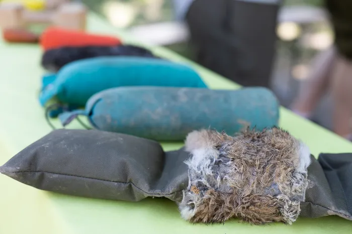 Ein Jungvogel mit verletztem Flügel liegt auf einem Tisch neben mehreren Stoffbeuteln. Im Hintergrund sind verschwommene Personen zu erkennen.
