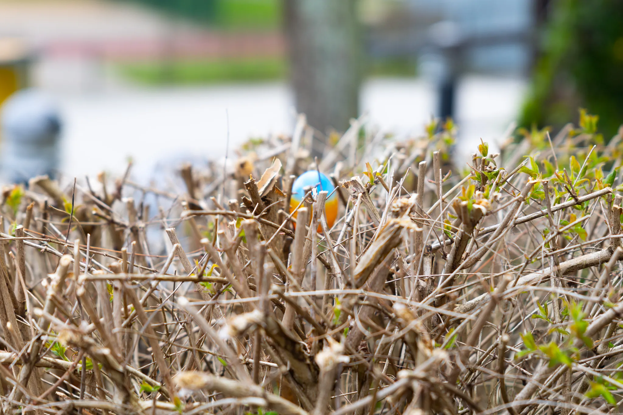 Ein buntes Osterei versteckt sich zwischen trockenen Ästen eines Strauches, im Hintergrund verschwommene Menschen und ein Gehweg.