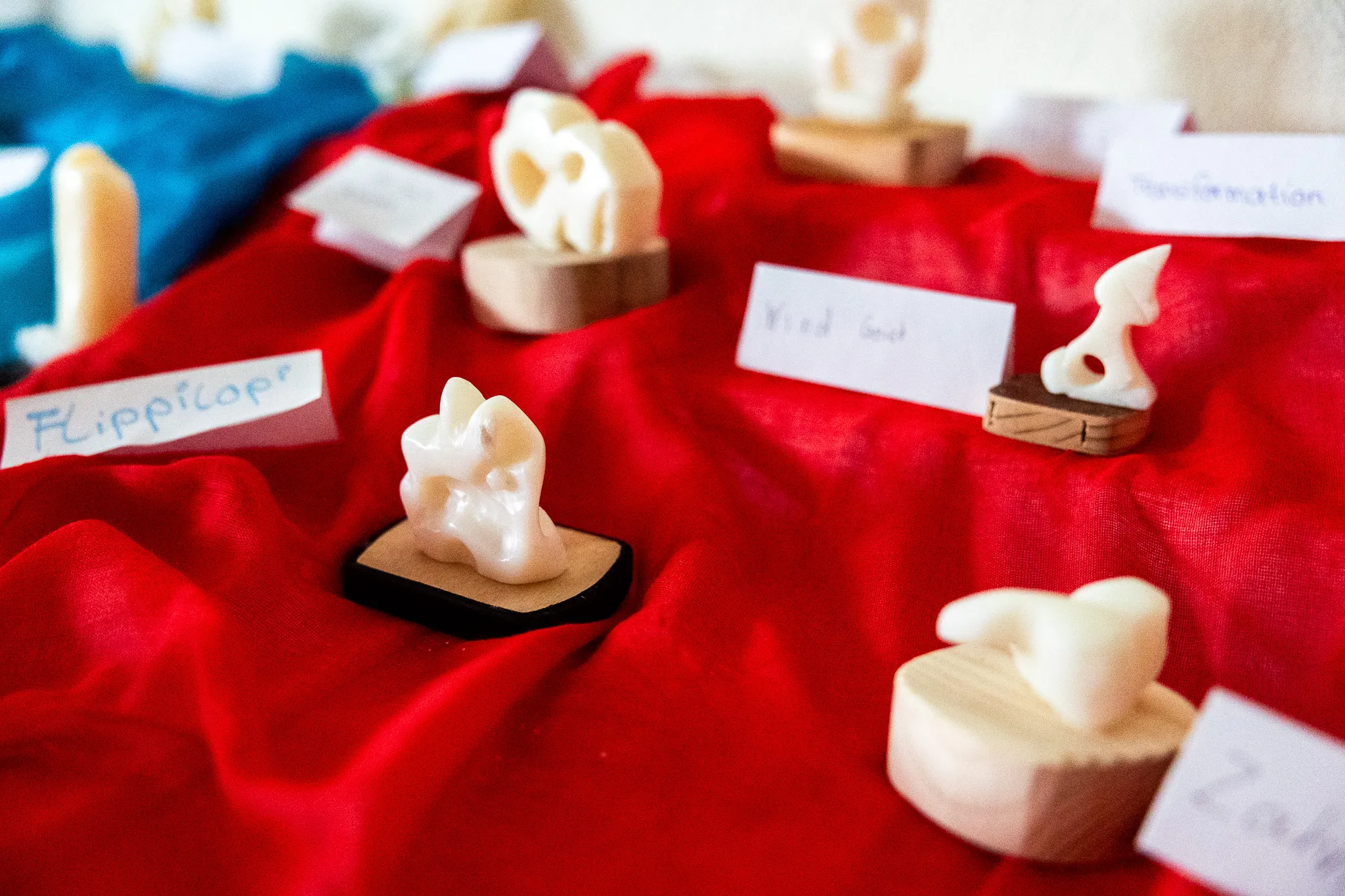Mehrere kleine, weiße Skulpturen, die Zähne darstellen, stehen auf roten und blauen Stoffbahnen und kleinen Holzsockeln. Beschriftungen identifizieren die Skulpturen als „Flippicop“, „Wind Seel“ und „Zahn“.