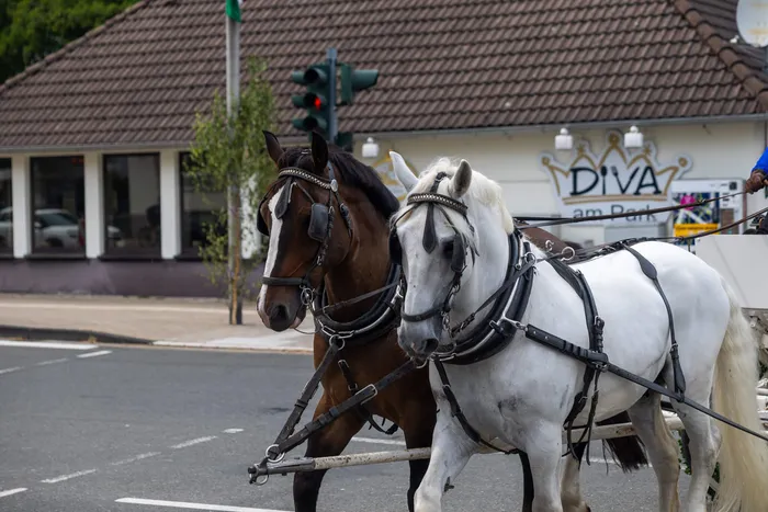 Ein braunes und ein weißes Pferd im Geschirr ziehen eine Kutsche auf einer Straße.