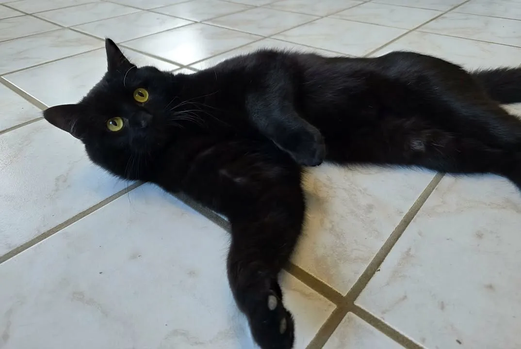 Schwarze Katze mit gelben Augen liegt ausgestreckt auf hellen Fliesen.