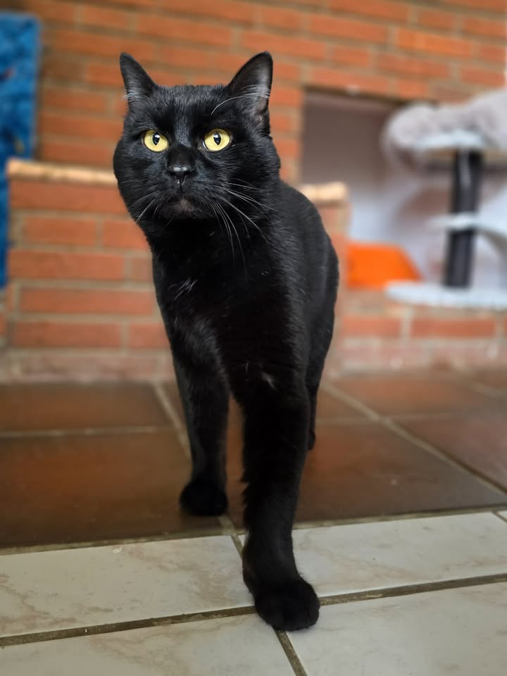 Schwarze Katze mit gelben Augen blickt aufmerksam in die Kamera. Im Hintergrund ein Kamin und Spielzeug.