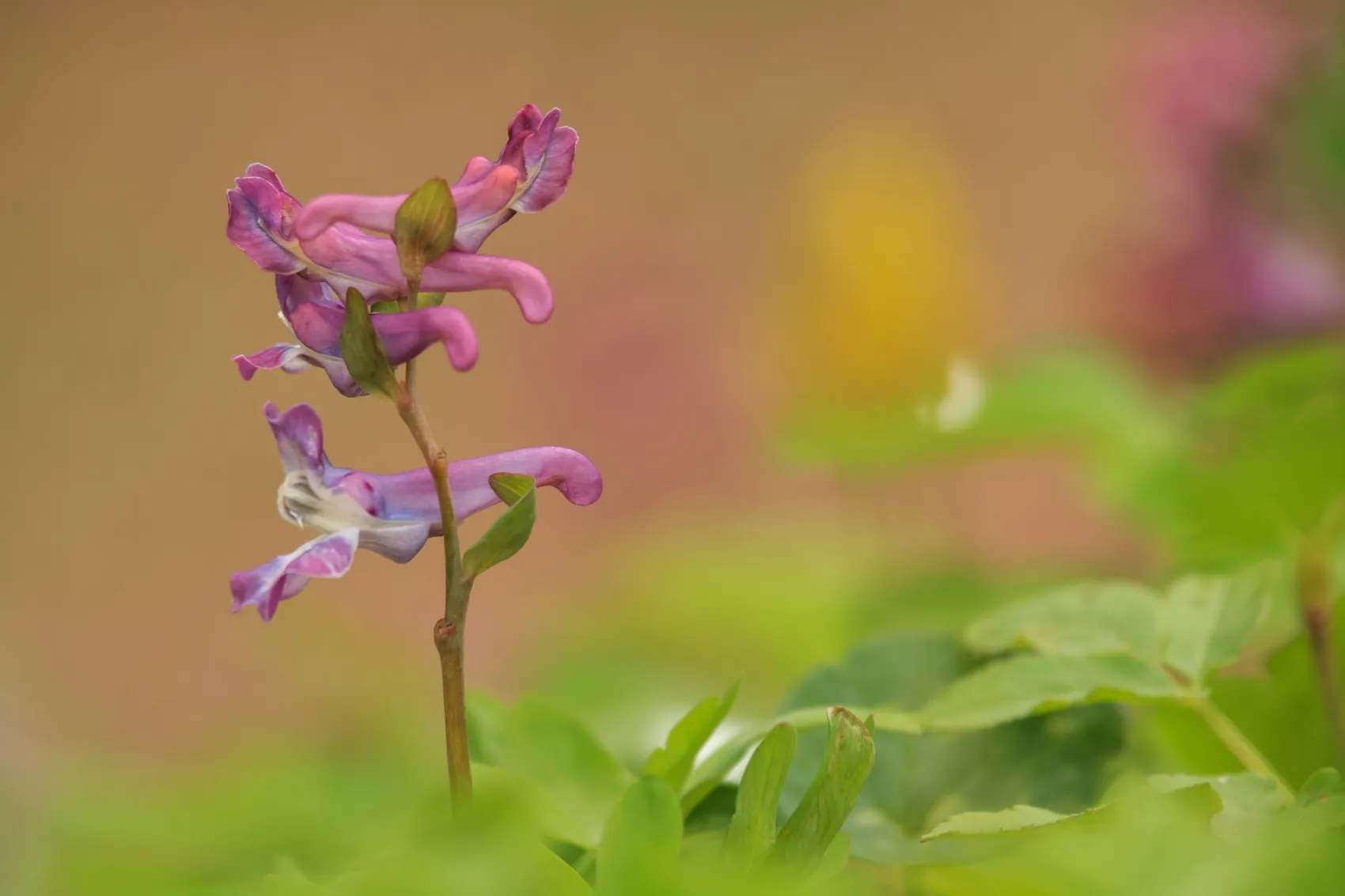 Lerchensporn mit lilafarbenen Blüten im Schutzgebiet Saat, umgeben von Grün.