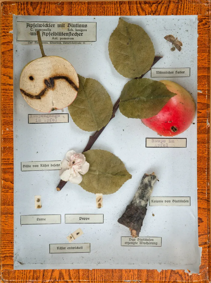 Eine wissenschaftliche Tafel mit Proben von Apfelwicklern und Blutläusen, die Fraßspuren in Äpfeln, Insektenstadien und beschädigte Pflanzenteile zeigt.