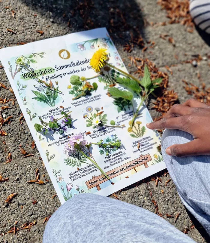Ein Wildkräuter-Sammelkalender mit Illustrationen liegt auf dem Boden, darauf liegen echte Pflanzen und eine Hand zeigt auf eine davon.