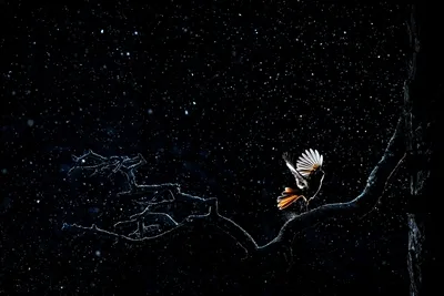 Ein Vogel mit ausgebreiteten weißen Flügeln auf einem dunklen Ast vor einem dunklen Hintergrund mit weißen Lichtpunkten.